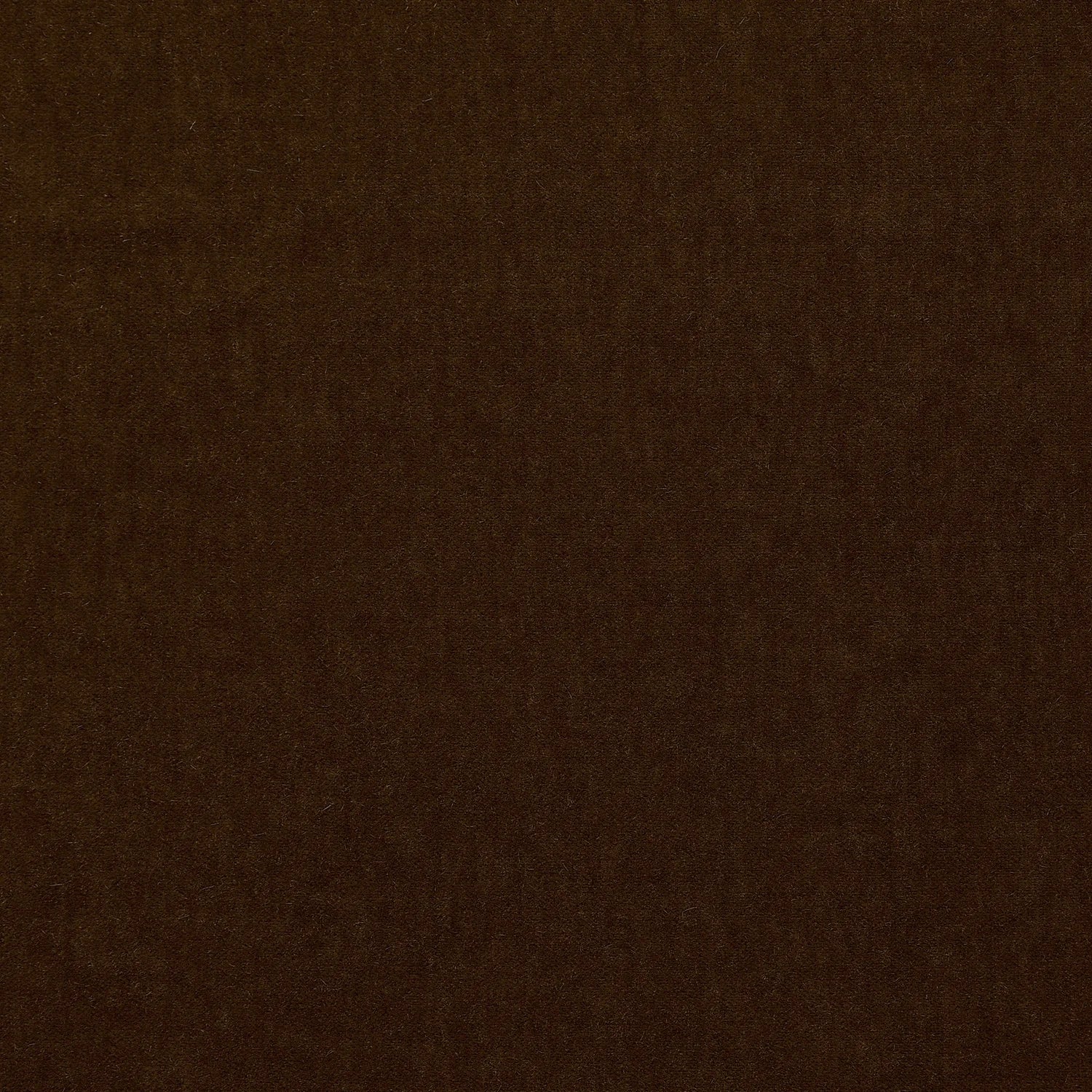 YC Marci Molasses